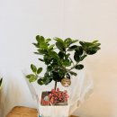 신월동162 이미지