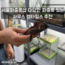 GREEN DAY GYM | 서울파충류샵 다양한 파충류 있는 사우스 렙타일스 추천 및 게코 후기