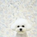 트리밍스튜디오제제