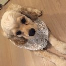 덕봉주르 이미지