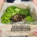 고흥야채상회 | 그냥 먹어도 맛있는 싱싱한 유러피안샐러드 내돈내산 후기