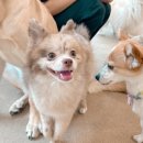 하이뭉치 유치원 이미지