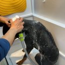 댕댕이 목욕탕 이미지