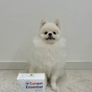 큐어엔 | 큐어펫 산화질소 영양제 솔직 후기 | 강아지 고양이 영양제 추천