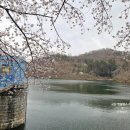 군산월명종합경기장 | 군산 벚꽃명소 3곳 군산 월명공원 월명종합경기장 벚꽃 드라이브 코스