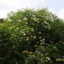 말오줌나무(접골목/딱총나무) 이미지