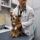 위례 별 동물의료센터 | 성남 위례동물병원 LA 동물의료센터는 피부재생레이저가 있어요