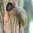 딱따구리 이미지