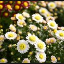 팔금면사무소 이미지