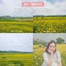 지에스25 청주단재로점 | 청주 가볼만한곳 청주 나들이 유채꽃명소 청주 무심천 유채꽃밭