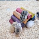 달펫 소동물샵 이미지