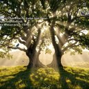 헨델 ‘라르고(Ombra mai fu)’ — 깊은 평화를 위한 4가지 변주 (432Hz) | 위로의 노래 | Handel: Largo