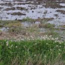 논두렁