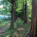 종합운동장 메타세콰이어길 이미지