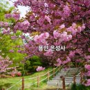 용인 겹벚꽃 명소 은성사 방문후기