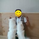 센스있개