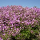 바다로일이오 이미지