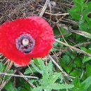 도원관광펜션 이미지