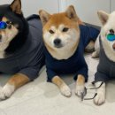 더미쓰리