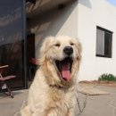보리하우스 | 제주 남원 펜션 자연과 함께하는 보리하우스