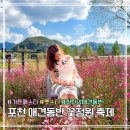 위드댕댕 | 포천 한탄강 가든페스타 펫스타 | 애견동반 꽃 정원 축제 총정리