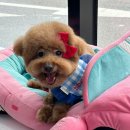 뽀삐 애견샵 이미지