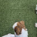 청주 강아지 유치원 청주 애견유치원 청주 24시 상주 호텔링후기 | 바둑이연구소