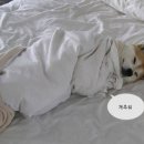 멍멍이 이미지
