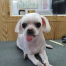 개-1번지 이미지