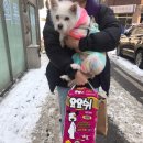 퍼스동물병원 | "멍이요" 운행 일지 용산구 용산동2가 → 금천구 독산동
