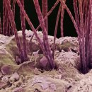 허브애견 이미지