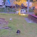 쌍청경로당 이미지