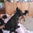 소중한 개 이미지