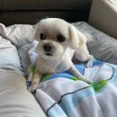 아쵸샵 이미지