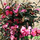 둔전15리 이미지