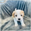 도그마루 이미지