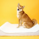 주식회사 로이 이미지