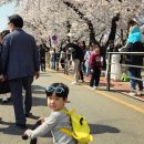 47 | 서울 영등포 여의도 윤중로 벚꽃축제🌸 47개월 아이랑 다녀온 솔직 후기