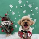 댕복한하루 이미지