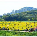 금호강하중도 이미지