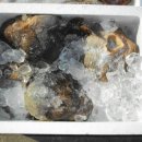 주문진알탕 이미지