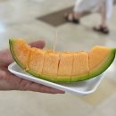 홋카이도 비에이 후라노 팜토미타 청의호수 흰수염폭포 bi.yell 나무들과 대자연 우동노소우마야 렌터카...