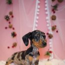 아리스타펫호텔 이미지