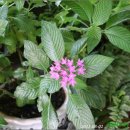 윤가네순두부 이미지