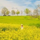 청보리축제장 | 청보리 반, 유채꽃 반! 고창 청보리밭 축제기간, 실시간 달라진점