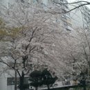 디알피시방 | 요즘 벚꽃이 이쁘게 피었네요. 그리고 5월달일정.