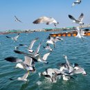 아쿠아 좌대낚시터 이미지