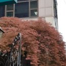 동네커피 앞 횡단보도 이미지