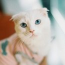 삼층고양이 카페 네이버블로그