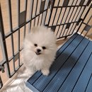 댕집사장 포메라니안 이미지